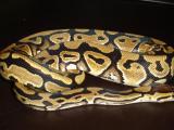 Snakes_001_3320.JPG