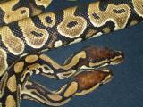 Snakes_012_6989.JPG