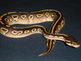mojo3_1467.JPG