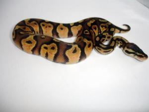 snakes_003_7685.jpg